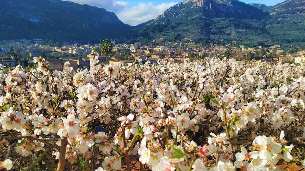 Villa Ideal Sóller Kültér fotó